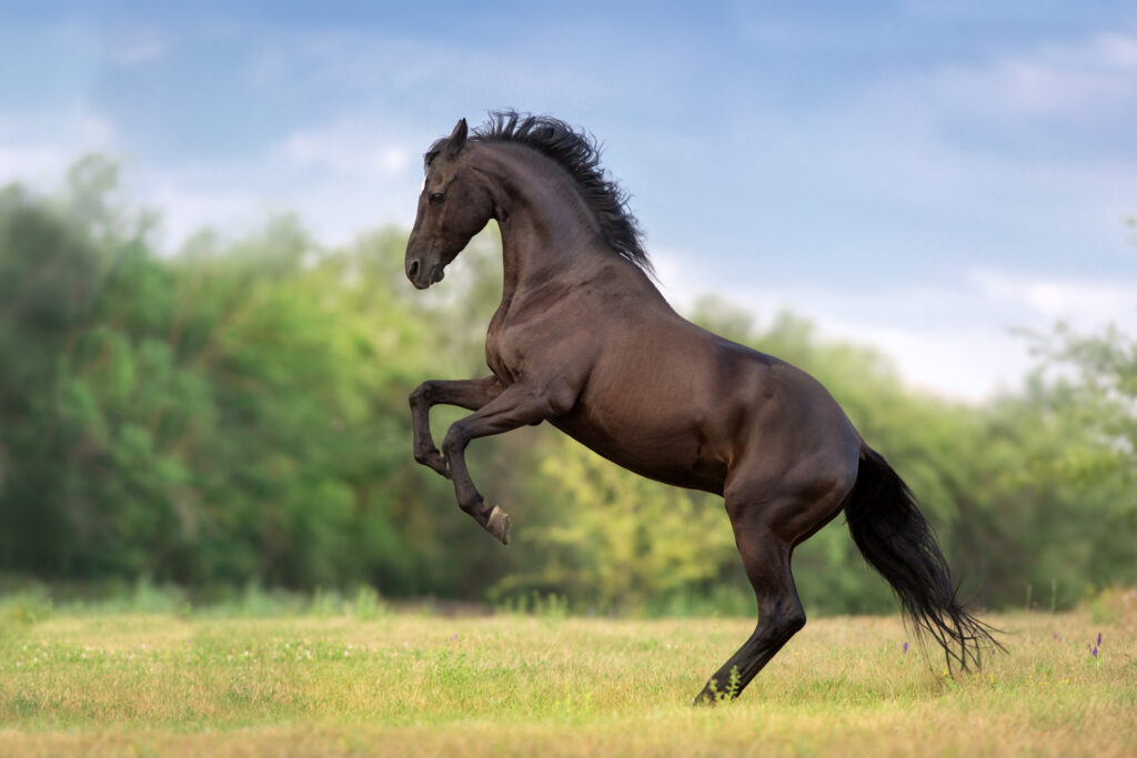 transactie vocaal Luxe Dierenarts krijgt trap van een paard en loopt fors letsel op; hoe nu  verder? - Jeroen Bosch Advocaten